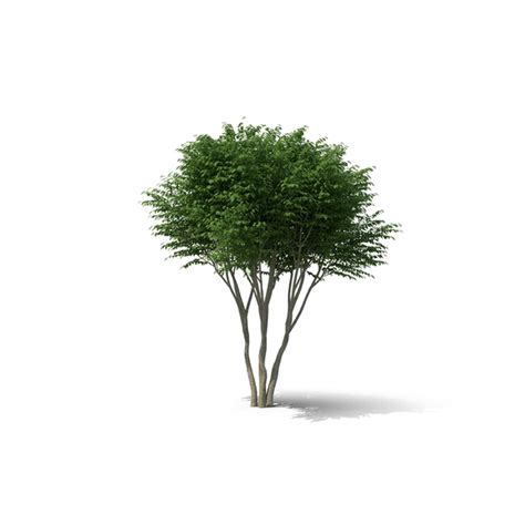 Shrub Png Image Transparent Background Png Arts Images