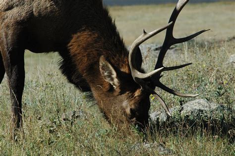 Elk Grazing Wild Animal Free Photo On Pixabay Pixabay