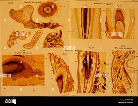 Archiv F R Mikroskopische Anatomie Stock Photo