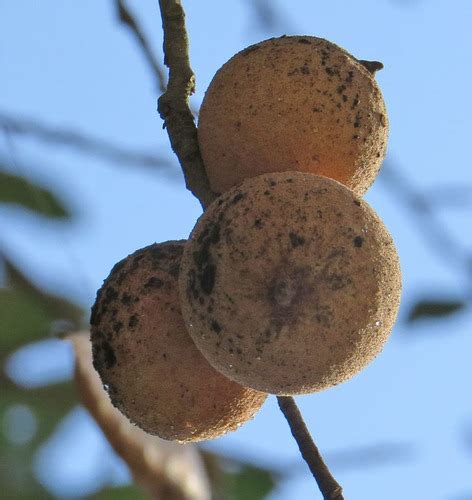 Mealy Oak Gall Wasp Warbler Woods Insects BioDiversity4All