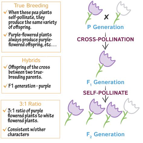 Cell Biology Glossary Mendelian Genetics Draw It To Know It