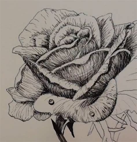 How To Draw A Rose With Pencil - The first drawn petals were just for ...