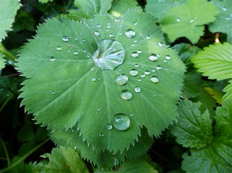 Kostenlose Foto Wasser Natur Tau Blatt Blume Regentropfen Nass