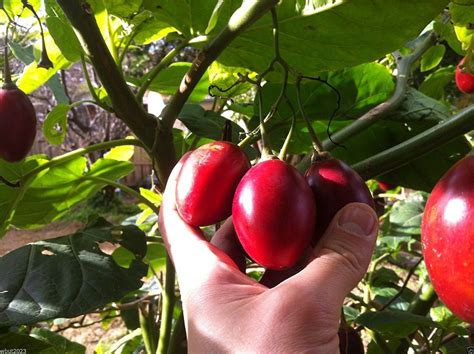 Tamarillo Pomidor Drzewiasty Wieloletni Oficjalne