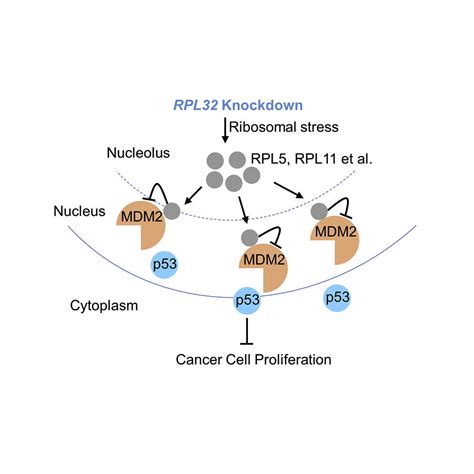 TP53 gene – tumor protein p53