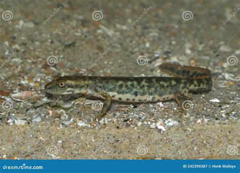 Closeup On The Critically Endangered Euproctus Platycephalus Sardinian