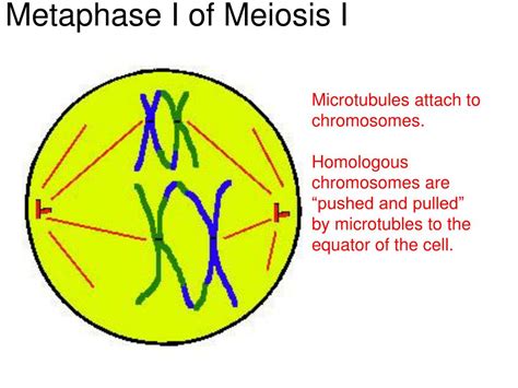 Ppt Topic 4 Genetics Powerpoint Presentation Free Download Id3807186