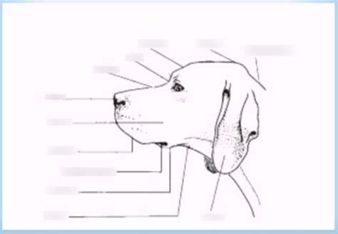 Diagram of Anatomy dog head | Quizlet