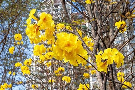 Discover the National Flower of Brazil: The Golden Trumpet - A-Z Animals