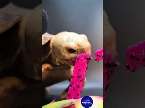 Luna Eating Pets Tortoise Turtles Pourtoi Asmr Viral Cute Fyp