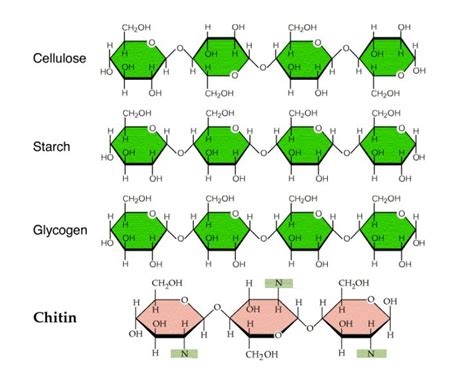 Homopolysaccharides Structures Macromolecules Biochemistry Chemical Structure