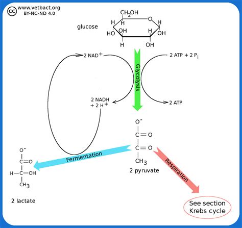 Glycolysis And Fermentation