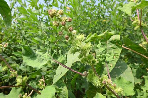 Xanthium Strumarium Stock Image Image Of Growth Outdoor