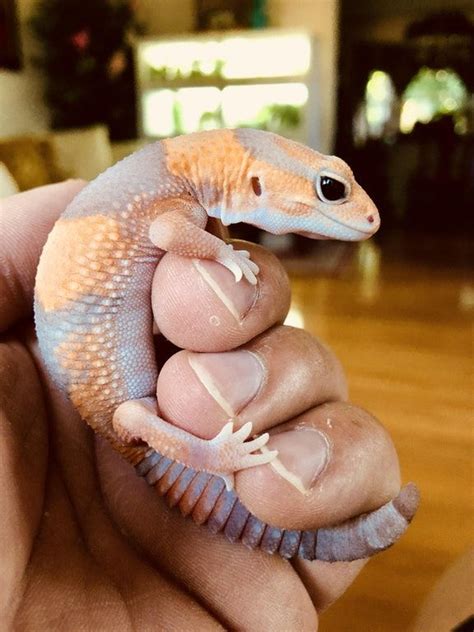 Happy Girl Reptiles Pet Lizards Reptiles Pet Cute Reptiles