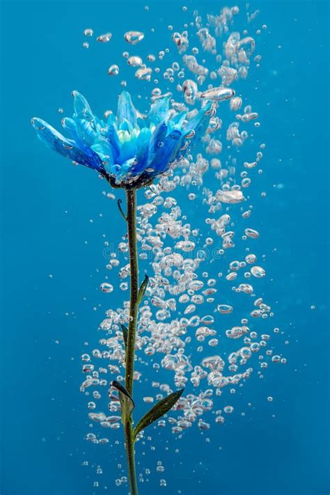 Flower Water Drops Bubbles Blue Background White Rose Aster