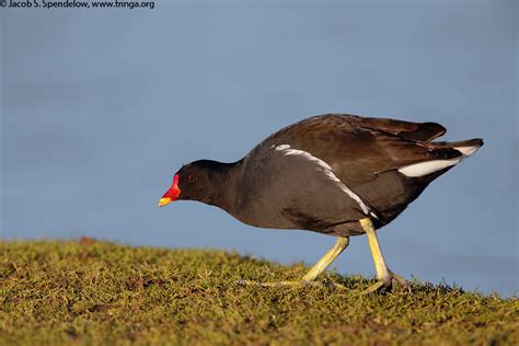 Common Moorhen 1