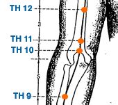 Yin Yang House Th Acupuncture Point Theory