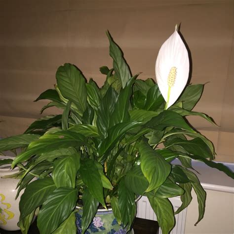 Spathiphyllum Wallisii Peace Lily Uploaded By Hayleyaj