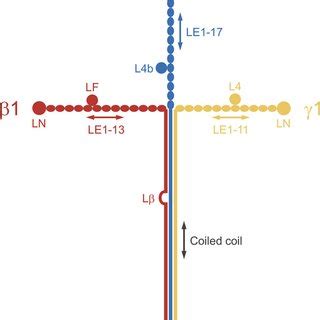 Schematic Drawing Of The Laminin 111 Heterotrimer The Three Short Arms