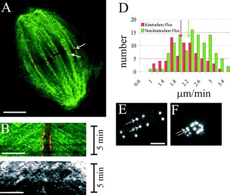 Confocal FSM Of Microtubule Polymerization At Metaphase Kinetochores