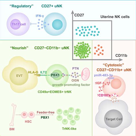 Uterine Nk Cell Functions At Maternal Fetal Interface