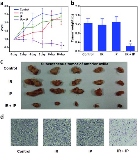 In Vivo Antitumor Efficacy Of Cusqcs Nps In Xenograft Mouse Model A