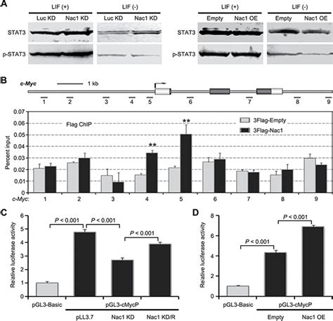 Nac1 Promotes Self Renewal Of Embryonic Stem Cells Through Direct