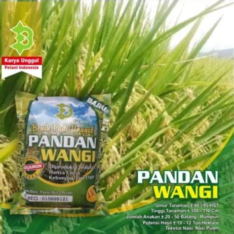 Benih Padi Pandan Wangi Unggul 1 Kg Lazada Indonesia