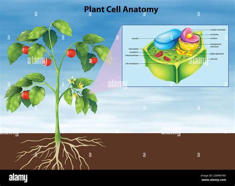 Anatomie de la cellule végétale Image Vectorielle Stock - Alamy