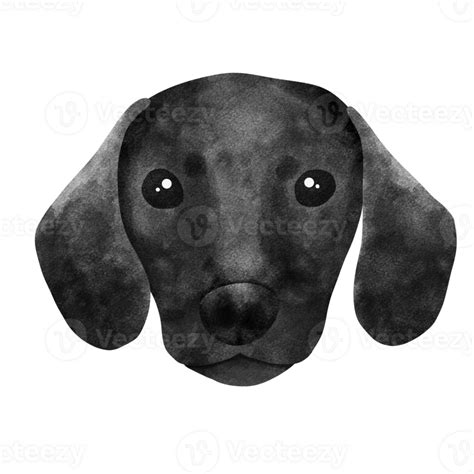 Watercolor Illustration Of Puppy Dachshund 24188829 Png