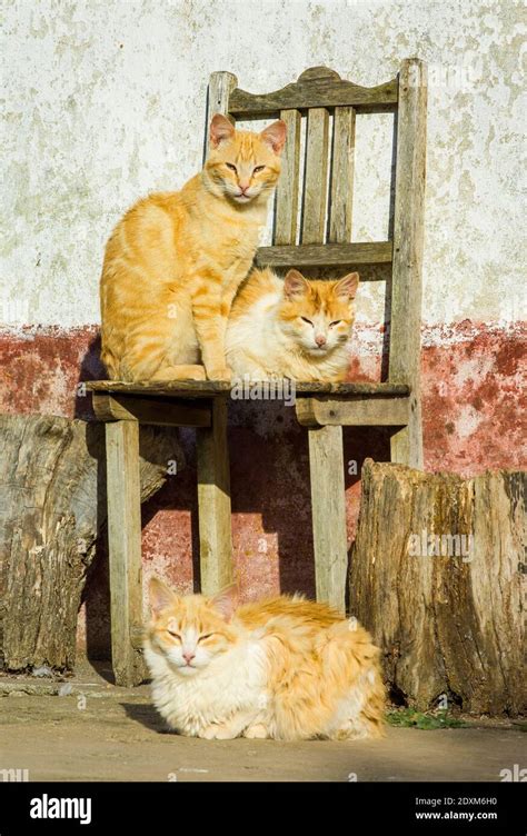 Three Cats Hi Res Stock Photography And Images Alamy