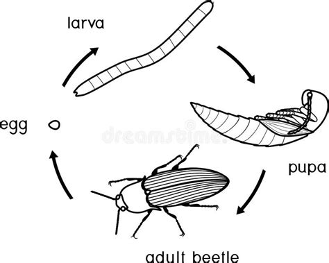 Life Cycle of Click Beetle Wireworm. Stock Vector - Illustration of ...