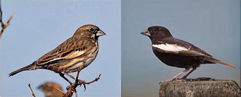 Summit Outside Colorado’s State Bird The Lark Bunting