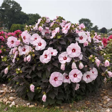 Hibiscus Dark Mystery Pp32036 Walters Gardens Inc