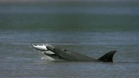 Dolphins and Humans Fishing Together — The Wonder of Science