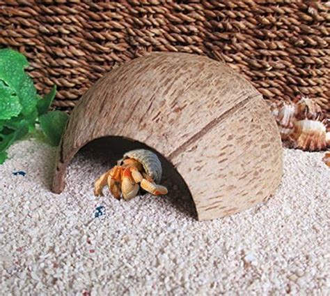 Giant Coconut Hermit Crab