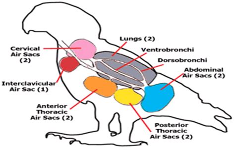 Entry Test Preparation: Respiratory System In Birds