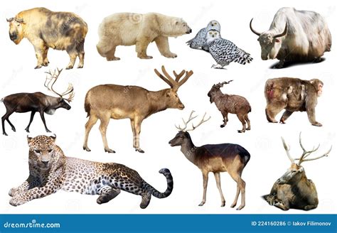 Asia animals isolated stock photo. Image of deer, carnivore - 224160286