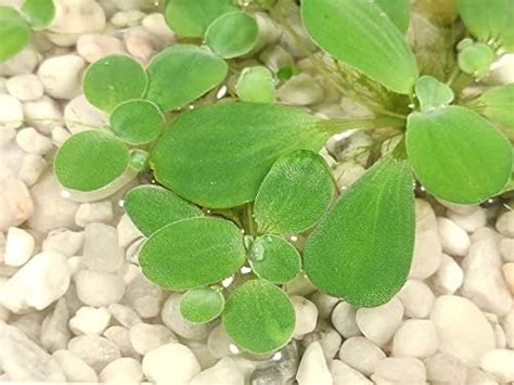 X Water Lettuce Pistia Stratiotes Dwarf Mini Live Aquarium Floating