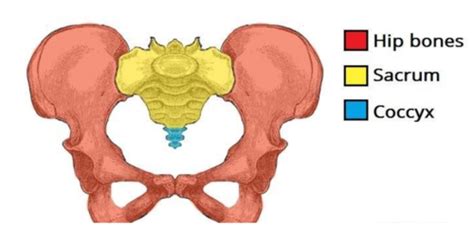 Proximal Lower Extremity Osteology And Arthrology Flashcards Quizlet