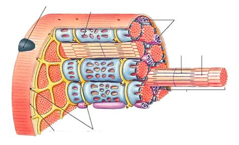 Structure of a Skeletal Muscle Cell Diagram | Quizlet