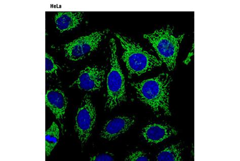 MitoTracker Green FM Cell Signaling Technology