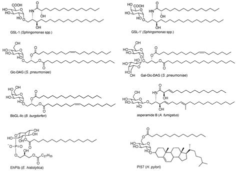 Molecules Free Full Text Stimulation Of Natural Killer T Cells By