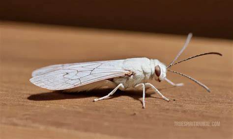 White Shouldered House Moth Symbolism And Meaning Your Spirit Animal