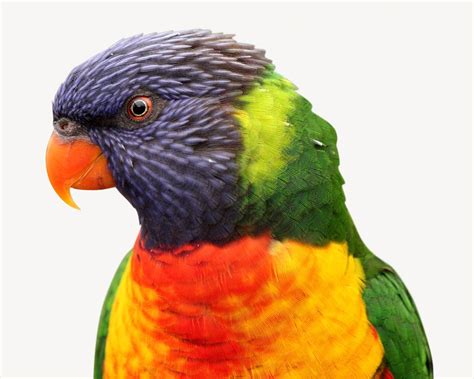 Rainbow Lorikeet bird isolated image | Free Photo - rawpixel