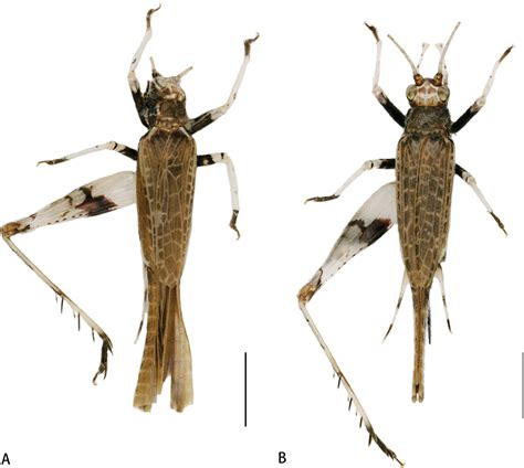 ﻿flospes Gen Nov Orthoptera Trigonidiidae Trigonidiinae A Genus