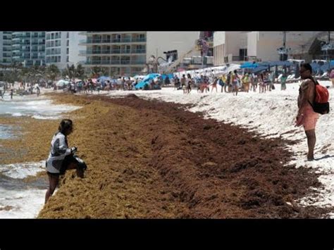 Onda Gigante De Sarga O Atingir Praias Da Florida E Do Caribe Em