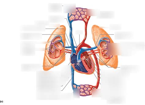 Pulmonary And Systemic Circuit Vessels Diagram Quizlet