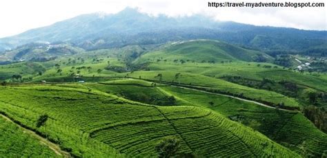 Wisata Keindahan Alam Kebun Teh Sukawana Dibandung Travel My Adventure