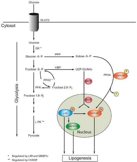 Glucose-mediated regulation of hepatic lipogenesis | Download ...